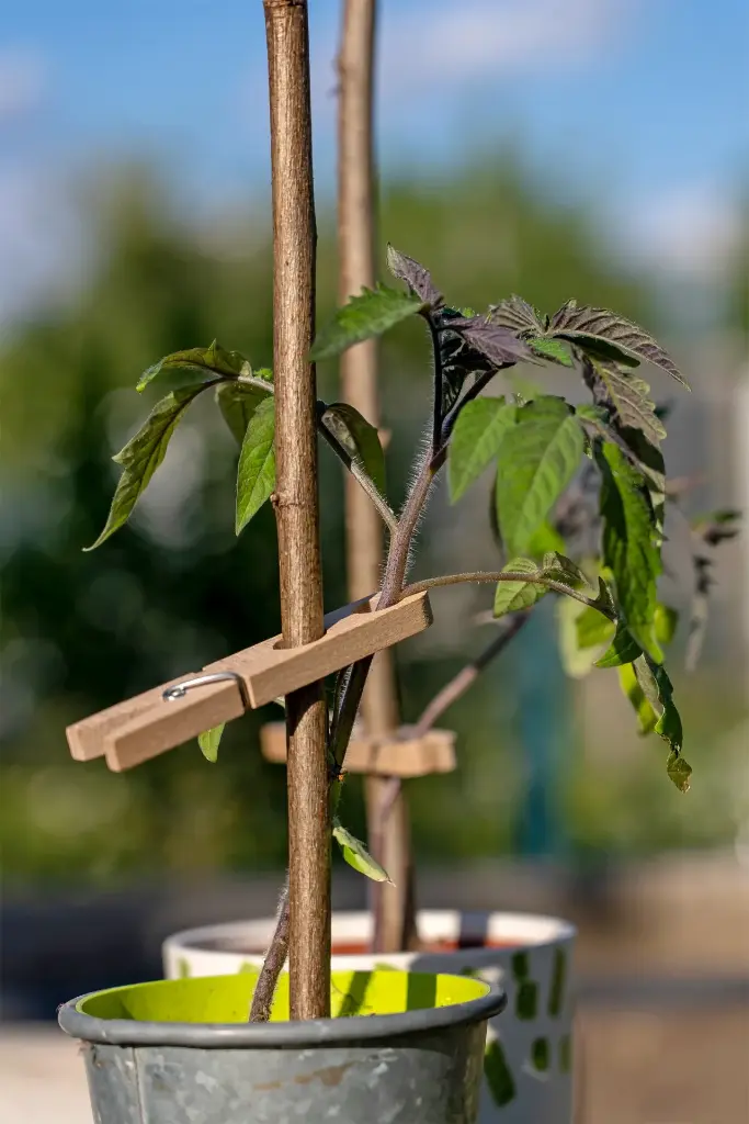 Pince à plantes
