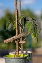 Pince à plantes