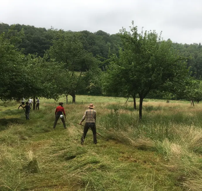 Hosting a scything course in Belgium, France or Luxembourg
