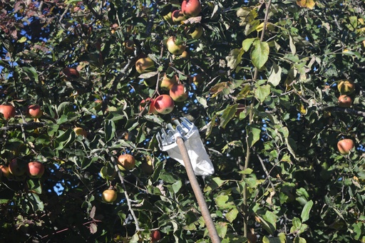 Fruit picker without handle